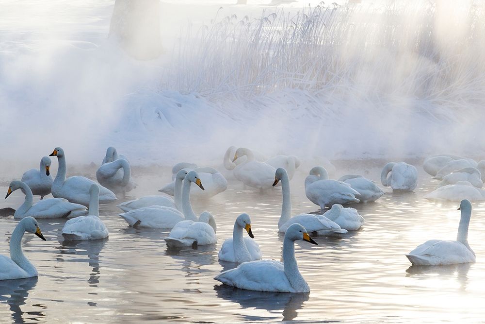 Japan-Hokkaido A group of whooper swans congregate in the mist art print by Ellen Goff for $57.95 CAD